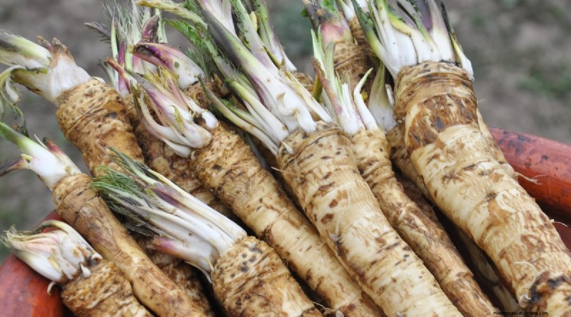 Winter Gardening: 13 Vegetables & Herbs That Thrive in Snow