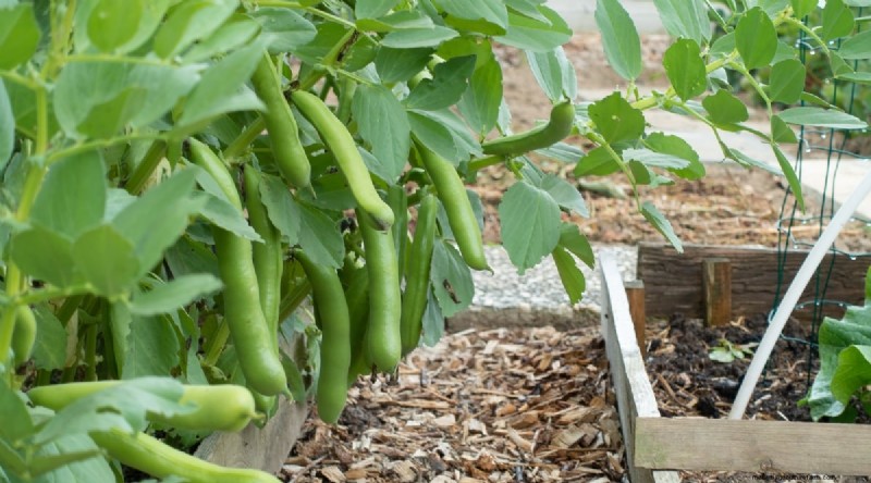Winter Gardening: 13 Vegetables & Herbs That Thrive in Snow