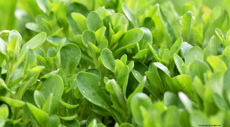 Winter Gardening: 13 Vegetables & Herbs That Thrive in Snow