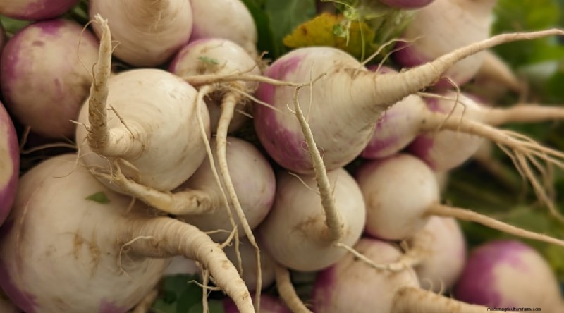 Winter Gardening: 13 Vegetables & Herbs That Thrive in Snow