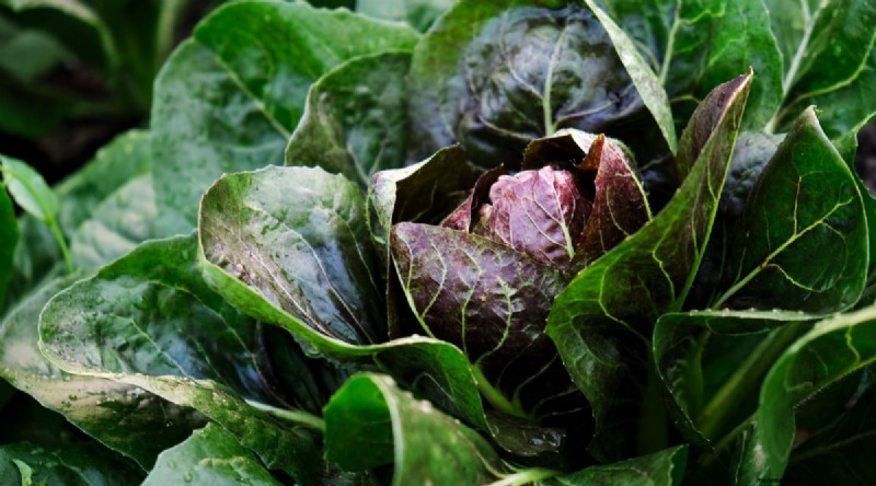 Winter Gardening: 13 Vegetables & Herbs That Thrive in Snow