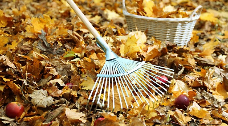 Winterizing Blackberry Bushes: A Guide to Overwintering
