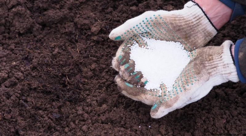 Winterizing Blackberry Bushes: A Guide to Overwintering