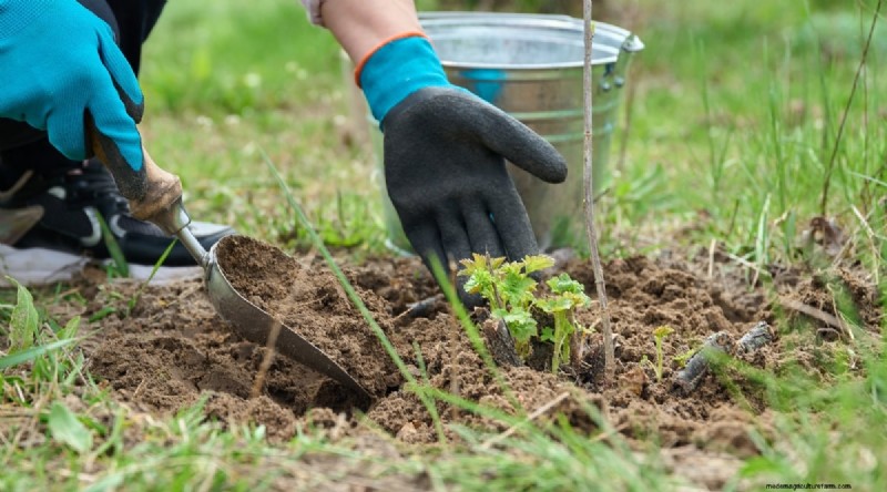 Winterizing Blackberry Bushes: A Guide to Overwintering