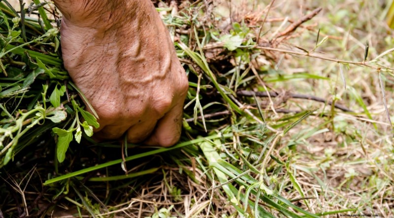 Winterizing Blackberry Bushes: A Guide to Overwintering