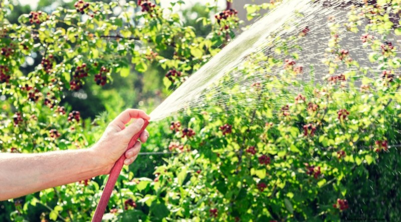 Winterizing Blackberry Bushes: A Guide to Overwintering