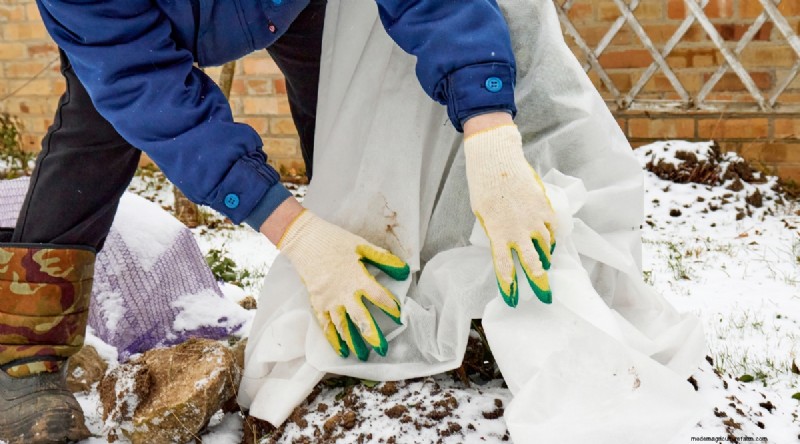 Winterizing Blackberry Bushes: A Guide to Overwintering
