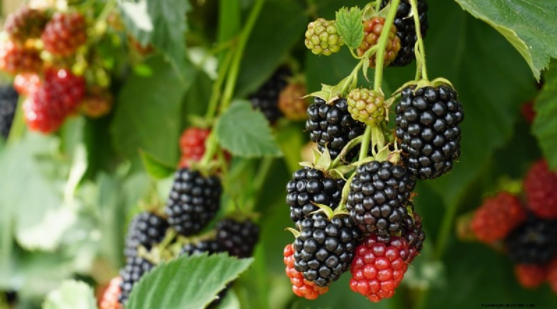 Winterizing Blackberry Bushes: A Guide to Overwintering