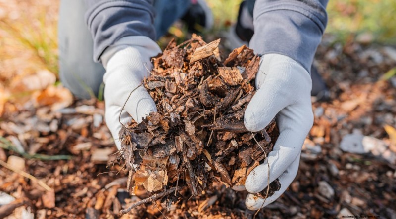 Winterizing Blackberry Bushes: A Guide to Overwintering