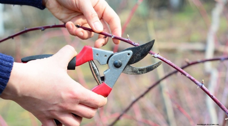 Winterizing Blackberry Bushes: A Guide to Overwintering