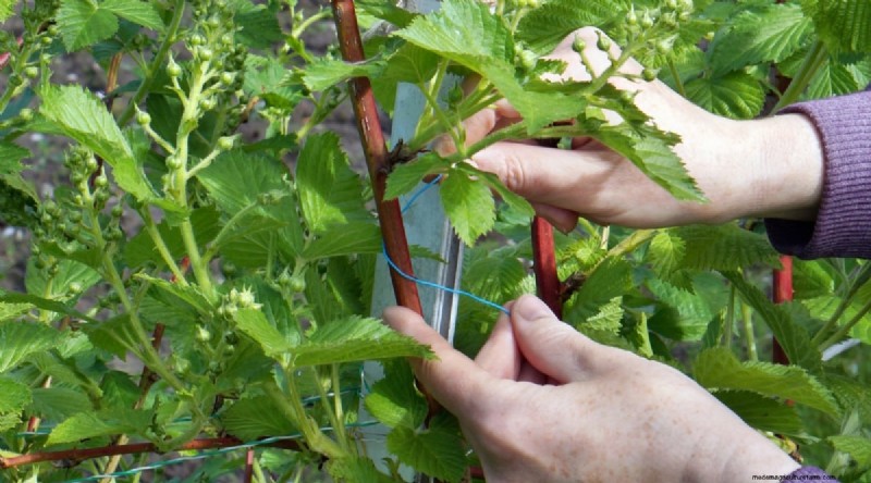 Winterizing Blackberry Bushes: A Guide to Overwintering