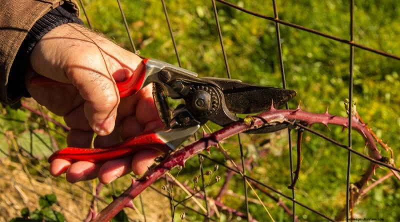 Winterizing Blackberry Bushes: A Guide to Overwintering