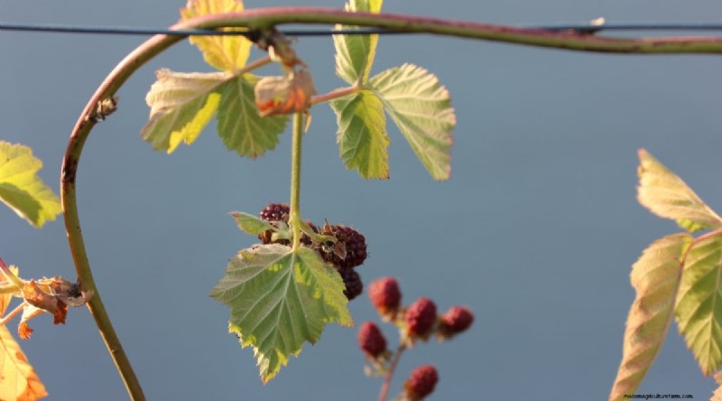 Winterizing Blackberry Bushes: A Guide to Overwintering