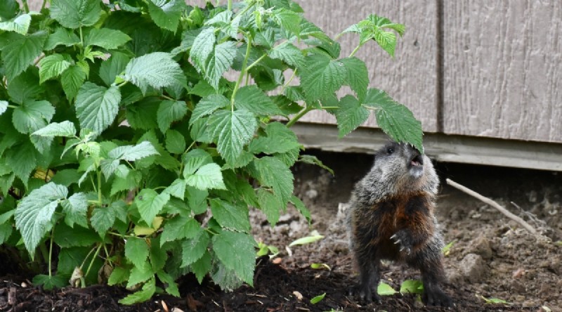 Winterizing Blackberry Bushes: A Guide to Overwintering
