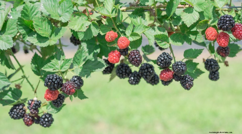 Winterizing Blackberry Bushes: A Guide to Overwintering