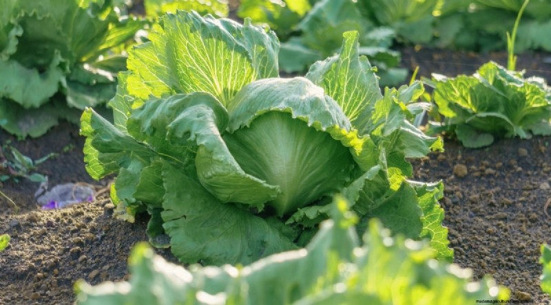 Beginner-Friendly Vegetables: 31 Easy-to-Grow Options for New Gardeners