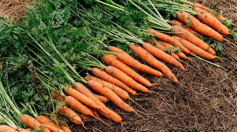 Beginner-Friendly Vegetables: 31 Easy-to-Grow Options for New Gardeners