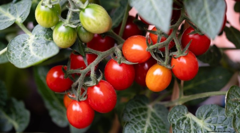 Beginner-Friendly Vegetables: 31 Easy-to-Grow Options for New Gardeners
