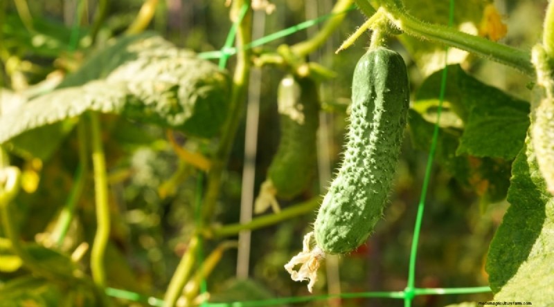 Beginner-Friendly Vegetables: 31 Easy-to-Grow Options for New Gardeners