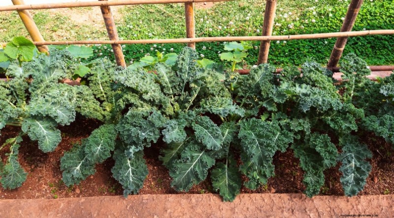 Beginner-Friendly Vegetables: 31 Easy-to-Grow Options for New Gardeners