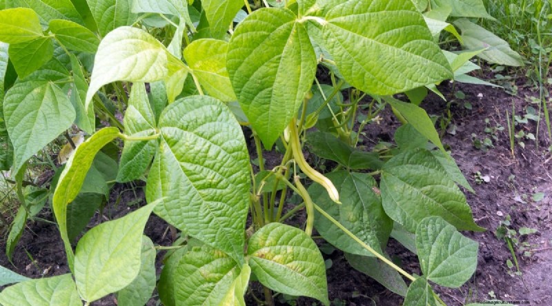 Beginner-Friendly Vegetables: 31 Easy-to-Grow Options for New Gardeners