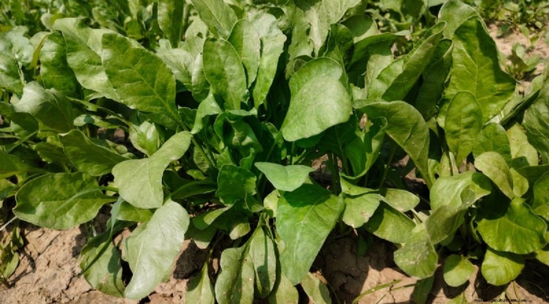 Beginner-Friendly Vegetables: 31 Easy-to-Grow Options for New Gardeners