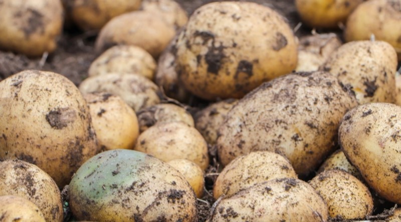 Beginner-Friendly Vegetables: 31 Easy-to-Grow Options for New Gardeners