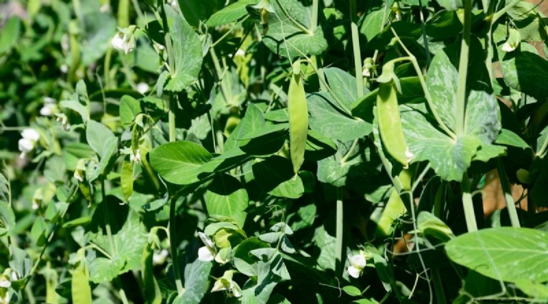 Beginner-Friendly Vegetables: 31 Easy-to-Grow Options for New Gardeners