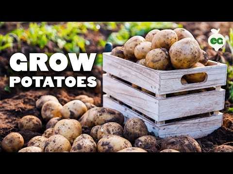 Beginner-Friendly Vegetables: 31 Easy-to-Grow Options for New Gardeners