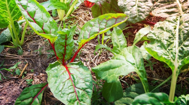 Beginner-Friendly Vegetables: 31 Easy-to-Grow Options for New Gardeners