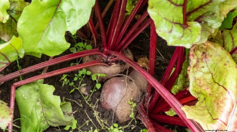 Beginner-Friendly Vegetables: 31 Easy-to-Grow Options for New Gardeners