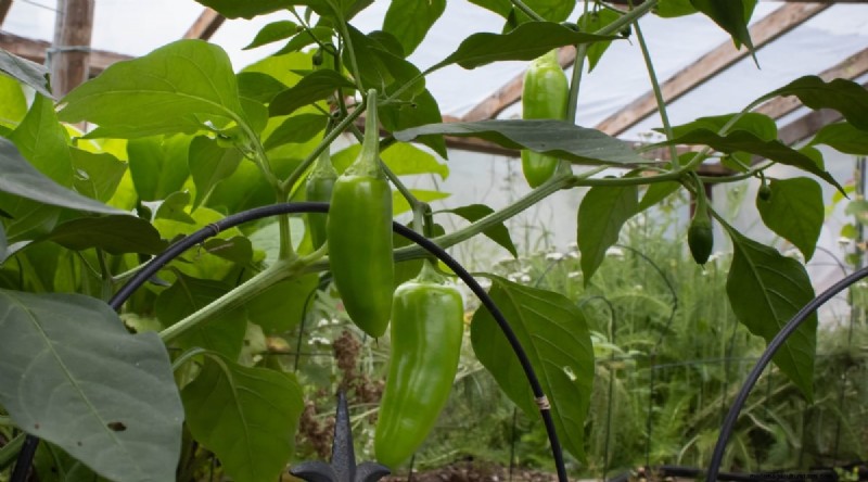 Beginner-Friendly Vegetables: 31 Easy-to-Grow Options for New Gardeners