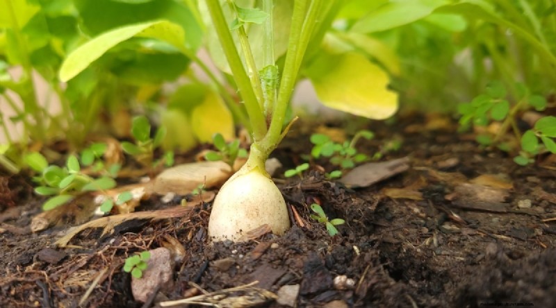 Beginner-Friendly Vegetables: 31 Easy-to-Grow Options for New Gardeners