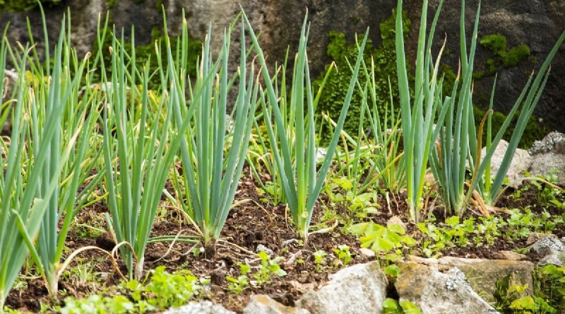 Beginner-Friendly Vegetables: 31 Easy-to-Grow Options for New Gardeners