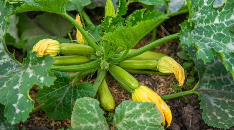 Beginner-Friendly Vegetables: 31 Easy-to-Grow Options for New Gardeners