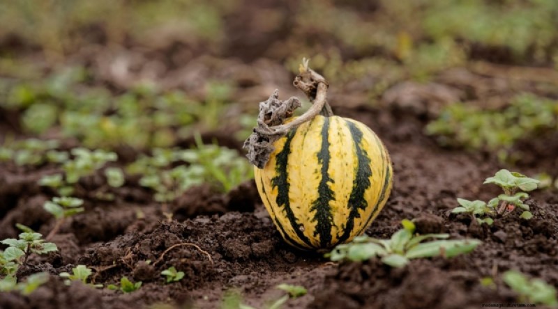 Beginner-Friendly Vegetables: 31 Easy-to-Grow Options for New Gardeners