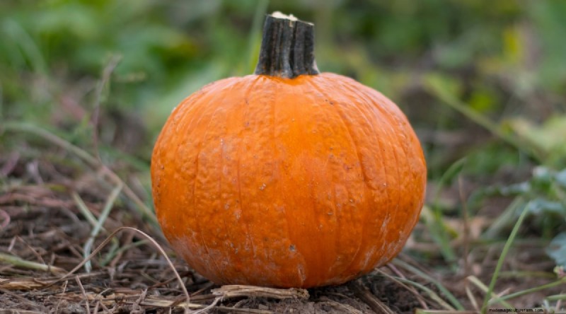 Beginner-Friendly Vegetables: 31 Easy-to-Grow Options for New Gardeners