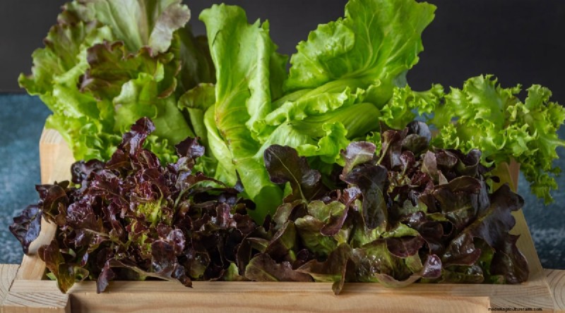Beginner-Friendly Vegetables: 31 Easy-to-Grow Options for New Gardeners
