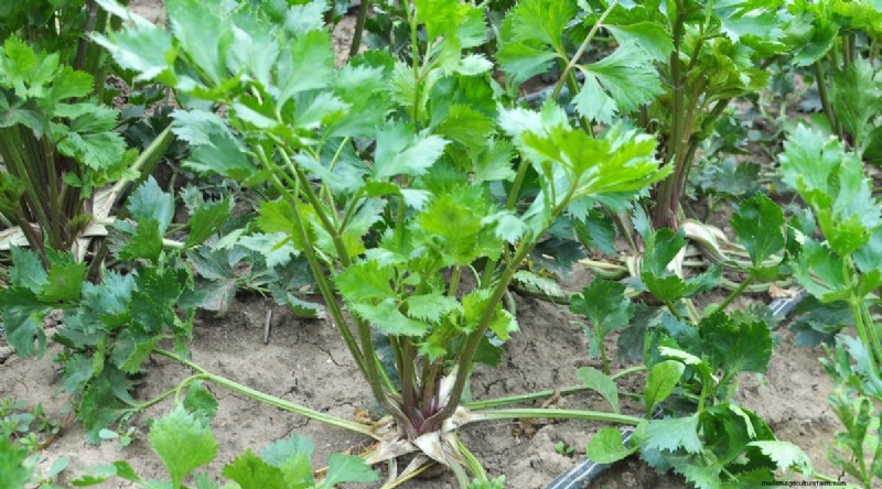 Beginner-Friendly Vegetables: 31 Easy-to-Grow Options for New Gardeners