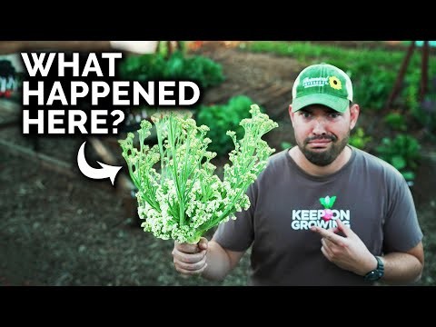 Beginner-Friendly Vegetables: 31 Easy-to-Grow Options for New Gardeners