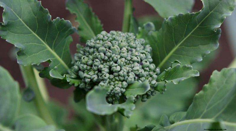 Beginner-Friendly Vegetables: 31 Easy-to-Grow Options for New Gardeners