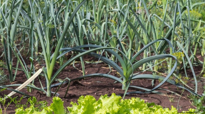 Beginner-Friendly Vegetables: 31 Easy-to-Grow Options for New Gardeners