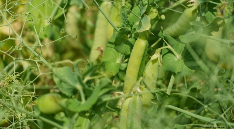 Beginner-Friendly Vegetables: 31 Easy-to-Grow Options for New Gardeners