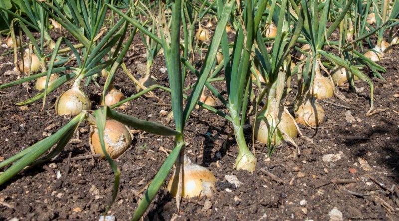 Beginner-Friendly Vegetables: 31 Easy-to-Grow Options for New Gardeners