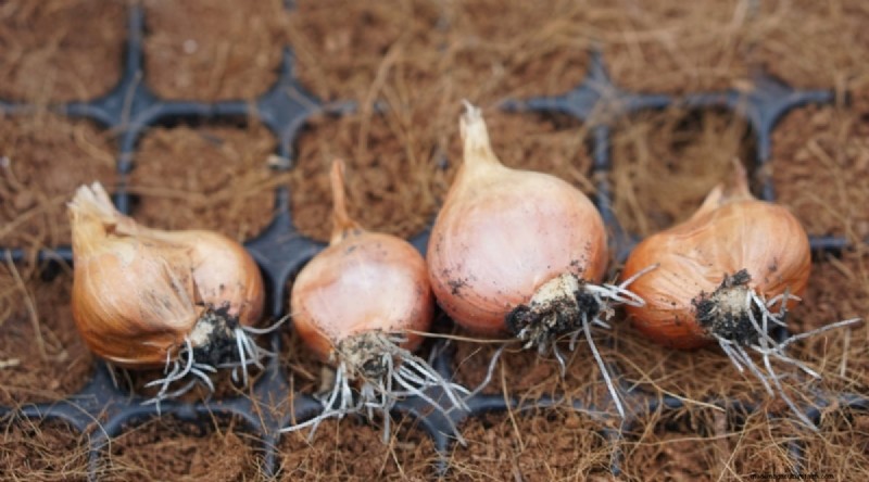 Beginner-Friendly Vegetables: 31 Easy-to-Grow Options for New Gardeners