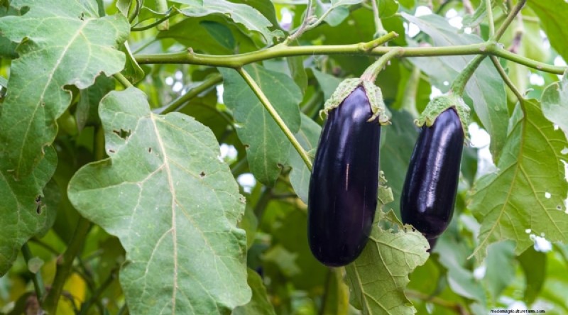 Beginner-Friendly Vegetables: 31 Easy-to-Grow Options for New Gardeners