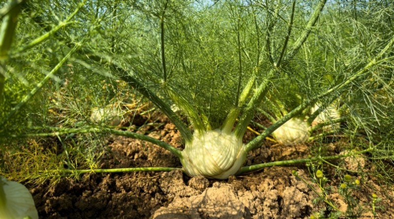 Beginner-Friendly Vegetables: 31 Easy-to-Grow Options for New Gardeners