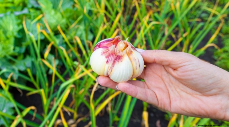 Beginner-Friendly Vegetables: 31 Easy-to-Grow Options for New Gardeners