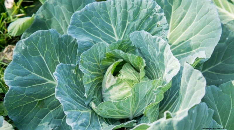 Beginner-Friendly Vegetables: 31 Easy-to-Grow Options for New Gardeners