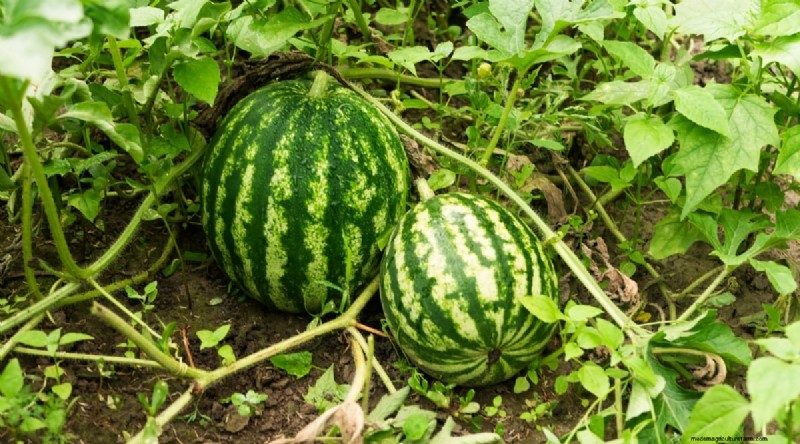 Beginner-Friendly Vegetables: 31 Easy-to-Grow Options for New Gardeners